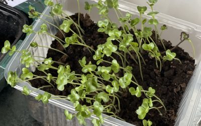 Saker som gjort mig glad senaste tiden