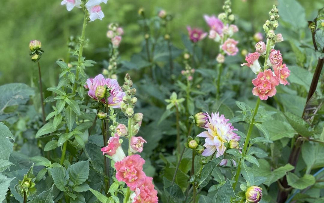 Kallsådd av blommor